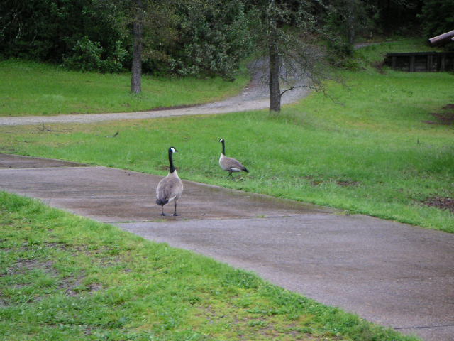 Geese in the Park