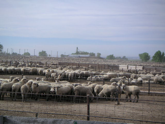 Feed Lot Lamb Chops, With Maybe Some Mutton Among Them. East of Ft. Collins