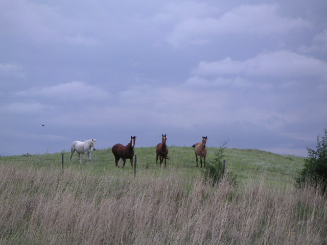 Horses Are Always Interested When I Pass. East of Arapahoe, NE