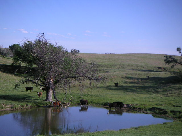 Contented Cows, East of Red Cloud