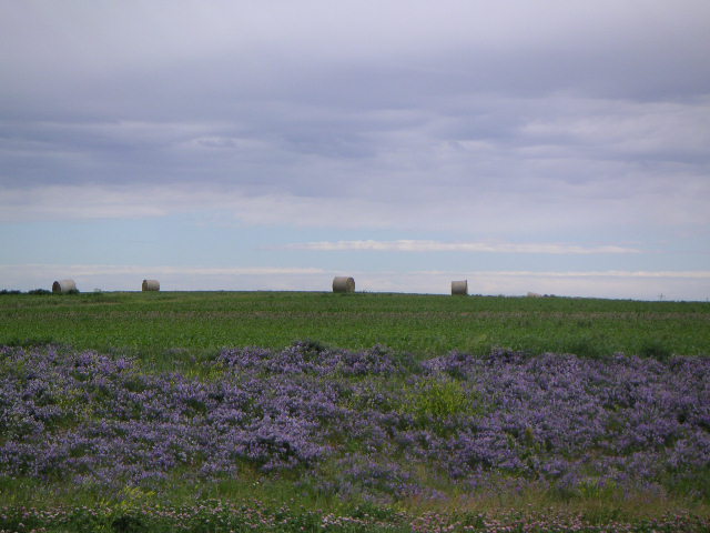 Wildflowers