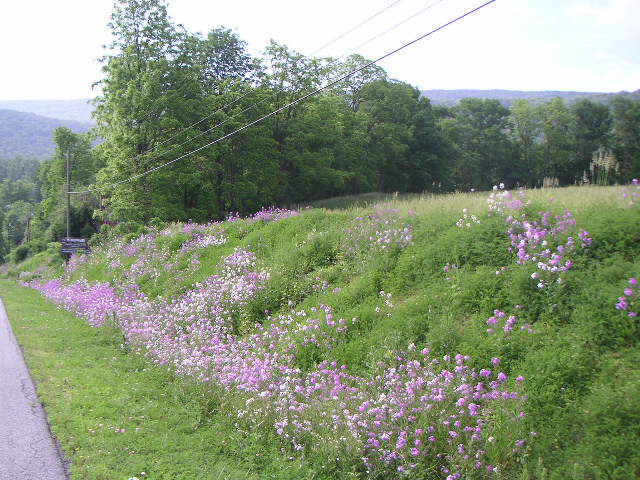 Wildflowers, Penn’s Valley